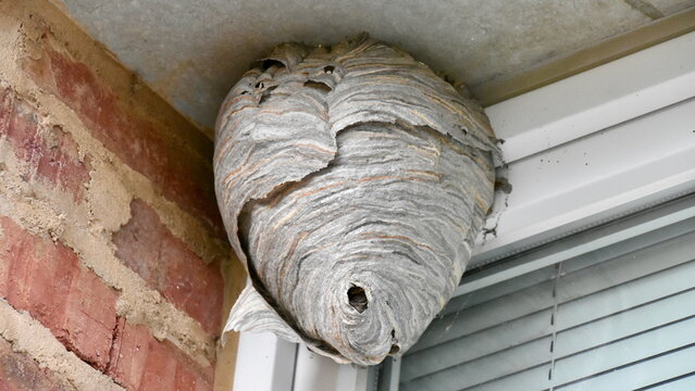 Wasp Nest in the Corner of a Building in Germany