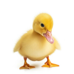 Fototapeta premium Adorable yellow duckling standing isolated on white background