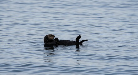 A sea otter floats on its back in the ocean, looking at the camera.