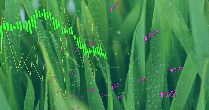 Hovering chart overlay on grass with dew, showing candlestick and line graph with magenta markers - Powered by Adobe