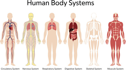 Vector Illustration of Human Body Systems Including Circulatory, Nervous, Respiratory, Digestive, Skeletal, Muscular for Medical and Educational Use