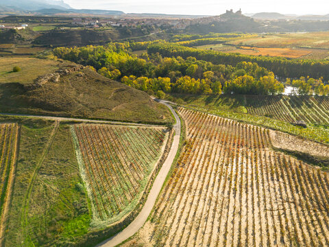 Elevated view of vineyards in La Rioja, Spain, stretching across autumn hills with warm light, expressing the agricultural rhythm and seasonal transformation of European wine landscapes