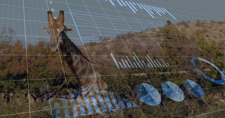 Standing tall giraffe presenting bar graphs and pie charts on savanna, with 3D data grid