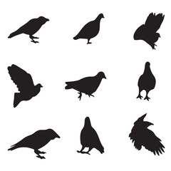  Black and white silhouette dove crow isolated