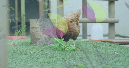 Pecking brown chicken nibbling green plant on turf in backyard, with pie chart percentage overlays