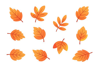 Obraz premium Vibrant autumnal leaves in various shapes and sizes cascade against a striking black backdrop.