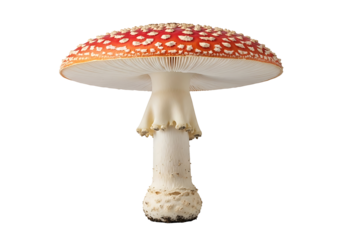 A detailed close-up of a vibrant red and white spotted mushroom against a black background, showcasing its intricate texture and unique color pattern.