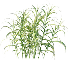 leaf, green, plant, nature, isolated, tree, fern, branch, white, leaves, vector, palm, foliage, grass, illustration, spring, abstract, natural, herb, flower, growth, stem, tropical, floral, beauty,