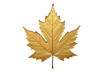 Detailed close-up of a golden maple leaf against a rich black backdrop, showcasing intricate vein patterns and a luxurious metallic finish.