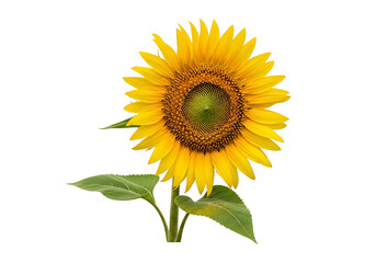 Vibrant yellow sunflower with dark green leaves against a striking black background.
