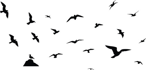 Naklejka premium Flock of flying seagulls, bird silhouettes in various poses, black vector illustration on white background, nature, freedom, wildlife, and coastal scene concept