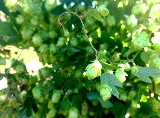 A close-up photo of fresh green hop cones on the vine