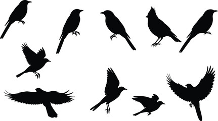Bird silhouette vector collection, flying and perched bird illustrations, black bird shapes, isolated on white background, nature clipart, crow, sparrow, cardinal.