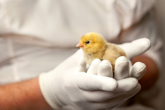 A chicken in the hands of an ornithologist. A man gently holds a yellow baby chicken in his arms. An ornithologist examines a bird at a poultry farm. - Powered by Adobe