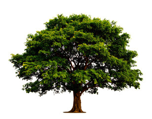 Obraz premium Nature Element Big Green Tree, Cut-Out PNG for Design Projects.