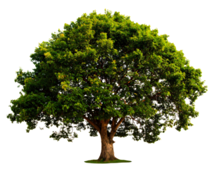 Nature Element Big Green Tree, Cut-Out PNG for Design Projects.