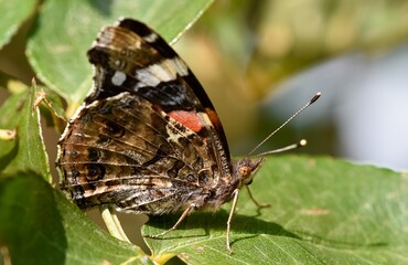 wildlife images. photos of various butterflies.