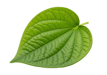 Obraz premium Green betel leaf isolated on transparent background