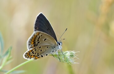 wildlife images. photos of various butterflies.