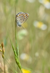 wildlife images. photos of various butterflies.