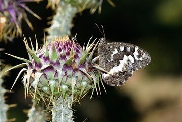 wildlife images. photos of various butterflies.