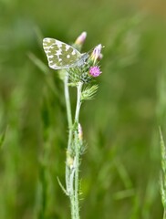 wildlife photos. photos of butterflies in natural areas.