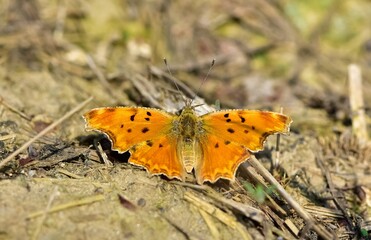 Photos of butterflies and insects
