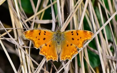 Photos of butterflies and insects