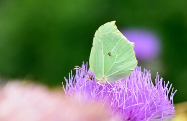 wildlife images. photos of various butterflies.