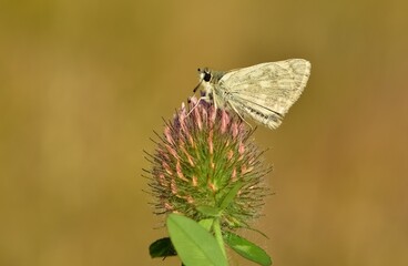 wildlife images. photos of various butterflies.