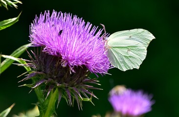 wildlife images. photos of various butterflies.