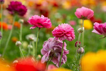 Obraz premium Colorful Ranunculus Flower Field 