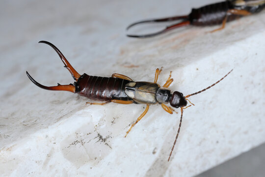 Common earwig, European earwig (Forficula auricularia).