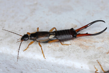 A Common Earwig (Forficula auricularia) resting on the windowsill at home.