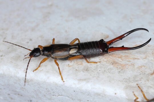 A Common Earwig (Forficula auricularia) resting on the windowsill at home.