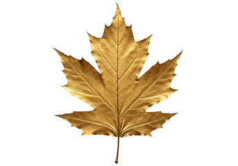 Fototapeta premium A golden maple leaf, detailed and highlighted against a pure black backdrop, showcasing intricate vein patterns and a rich, luxurious hue.