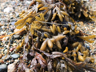 Close up with green seaweed