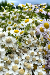 bunch of cute  small  field camomile  flowers