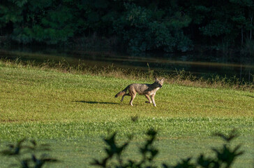eastern coyote running across a grassy area