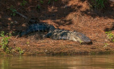 American alligator laying by a pond