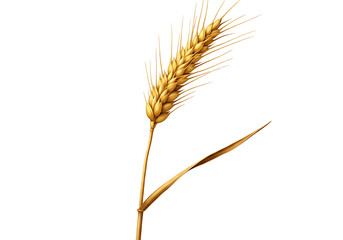 A detailed, golden wheat ear stands out against a deep black background, showcasing intricate detail and rich color.