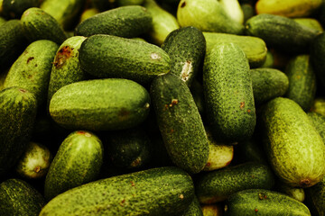 Fresh green cucumbers displayed at the market. Organic vegetables with natural textures, ideal for pickling, salads, and healthy diet concepts