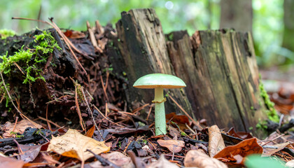 Green mushroom stands near mossy tree stump in decaying autumn forest