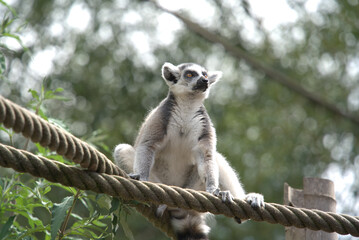 Grace on the Ropes: Ring-Tailed Lemur in Motion