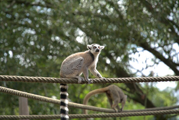 Grace on the Ropes: Ring-Tailed Lemur in Motion