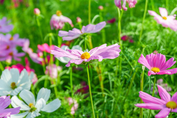 Beautiful pink cosmos flowers blooming in garden,spring season.