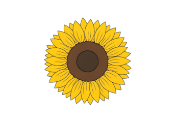 Vibrant yellow sunflower with dark brown center against a striking black backdrop.