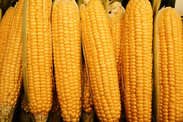 Fresh yellow corn on the cob with green husks. Organic farm produce displayed at the local market, perfect for cooking, grilling, or healthy diets