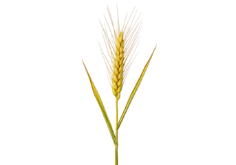 A single wheat head stands out against a stark black background, displaying its golden-yellow grains and verdant leaves.