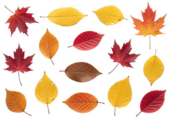 Vibrant autumn leaves in a variety of warm hues against a striking black background, showcasing intricate details of leaf structure and fall colors.